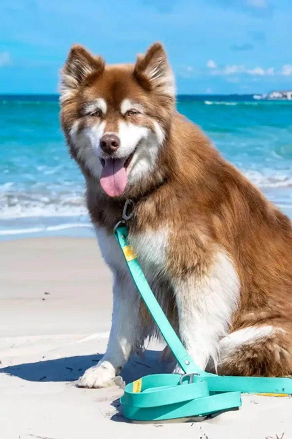 Aria the Fox Island Vibes waterproof dog leash in aqua and yellow