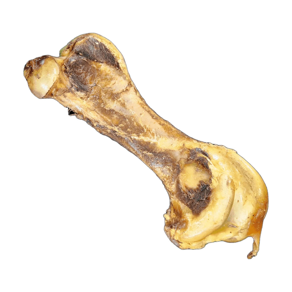 Savannah ostrich hip bone dog chew on a white background