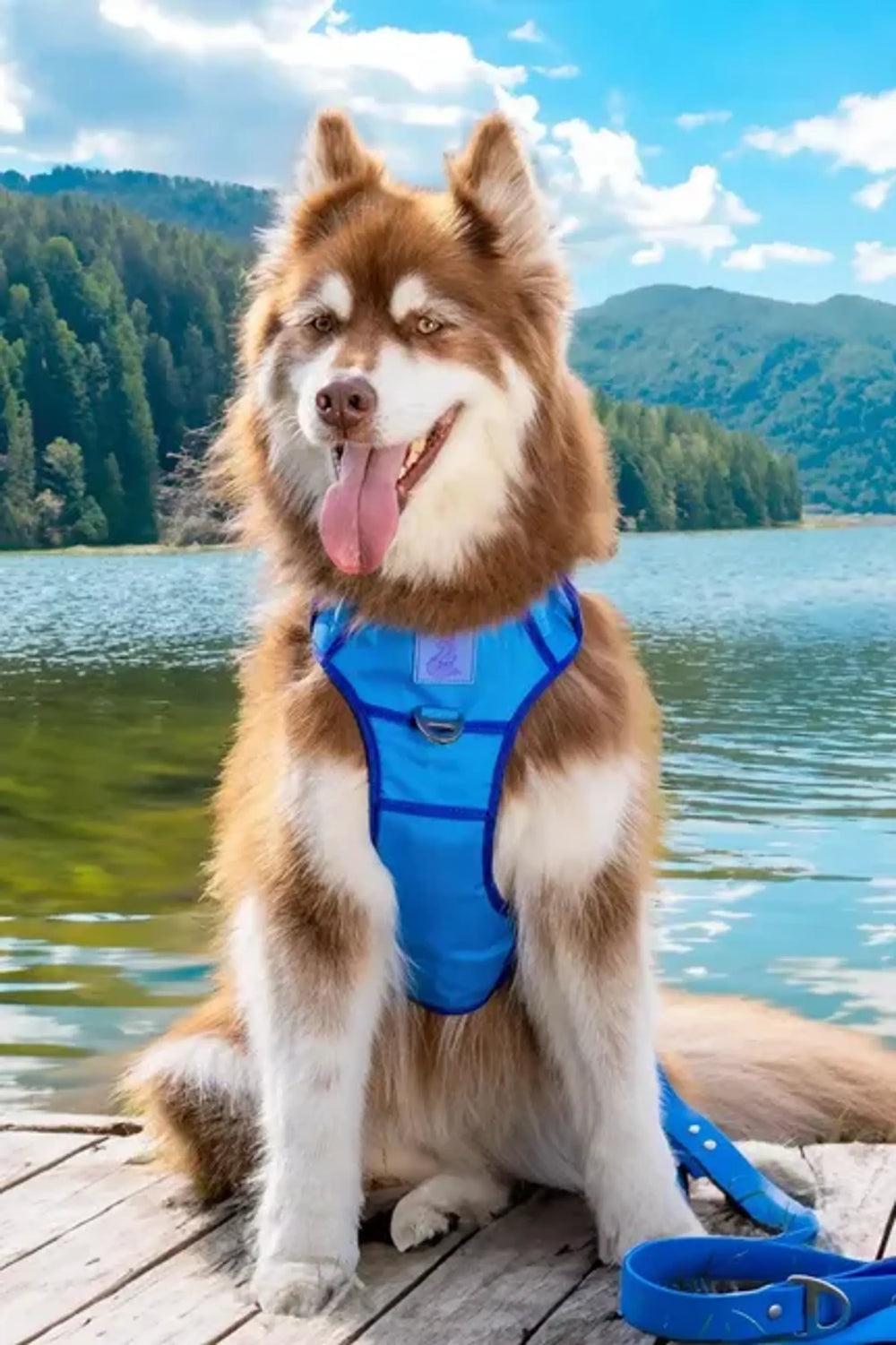 Aria the Fox Dockside Adventures padded dog harness