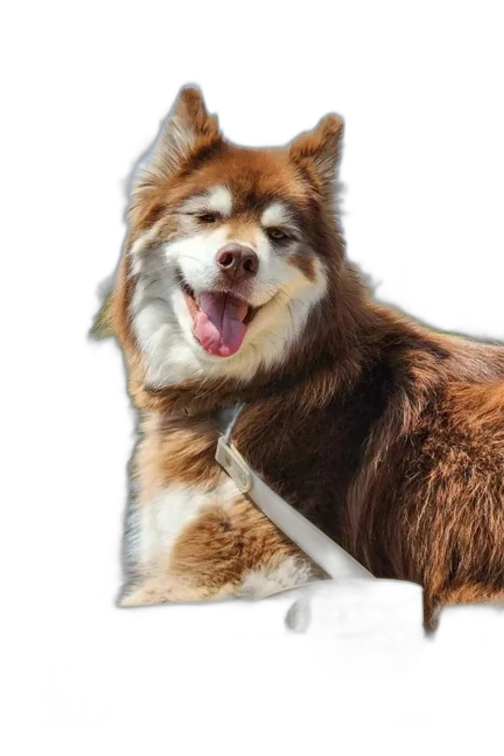 Aria the Fox Vegan Leather Dog Leash, Champagne, Soft Grip, shown on a white background