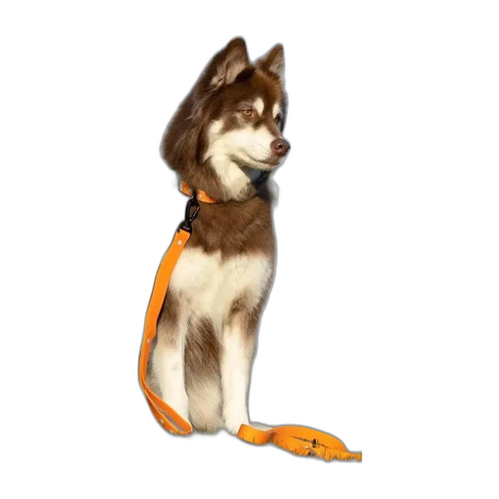 Aria the Fox Rubber Dog Leash, Burnt Orange