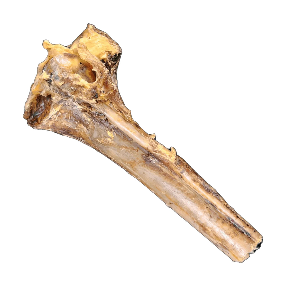 Savannah large ostrich cane dog chew on a white background